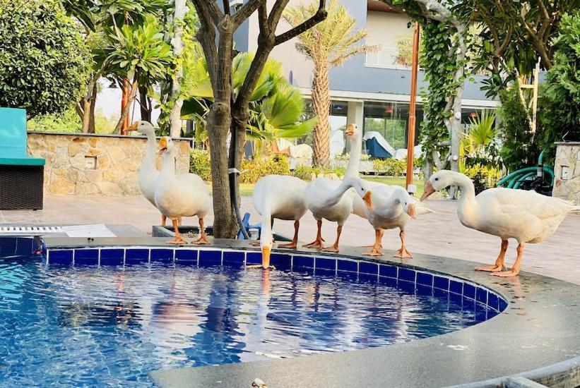 Krishna Riverside Resort Vasad Kültér fotó